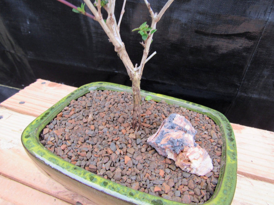 Medium Flowering Serissa Snow Rose Bonsai Tree Trunk