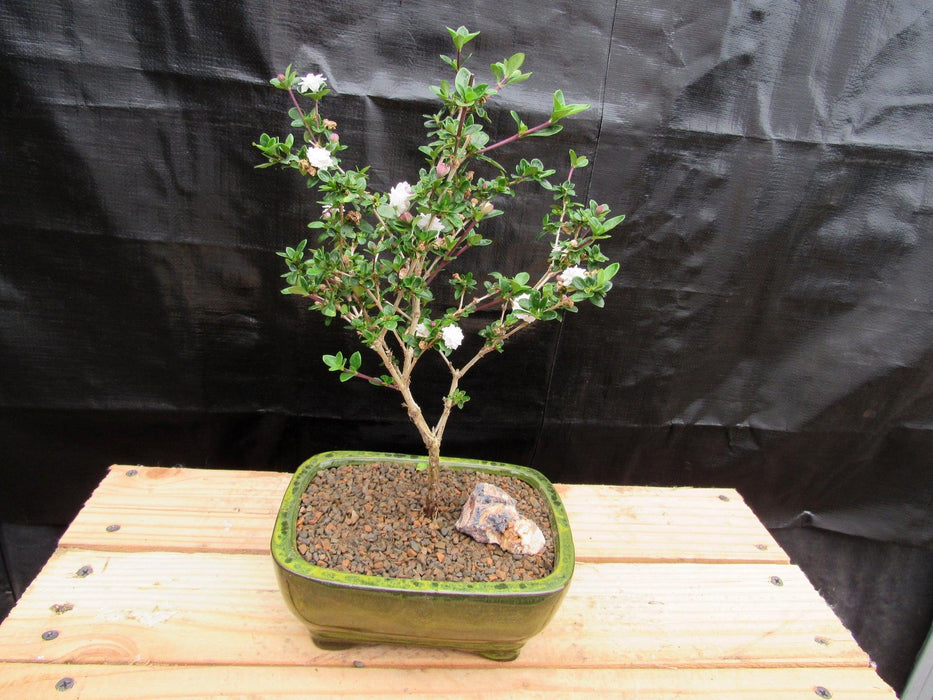 Flowering Serissa Snow Rose Bonsai Tree - Medium