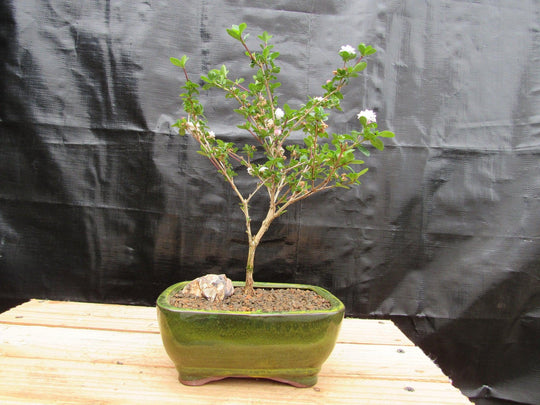 Flowering Serissa Snow Rose Bonsai Tree