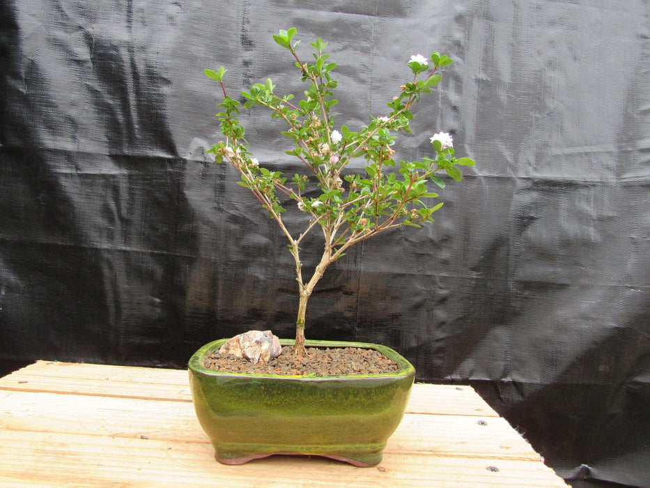 Medium Flowering Serissa Snow Rose Bonsai Tree Back