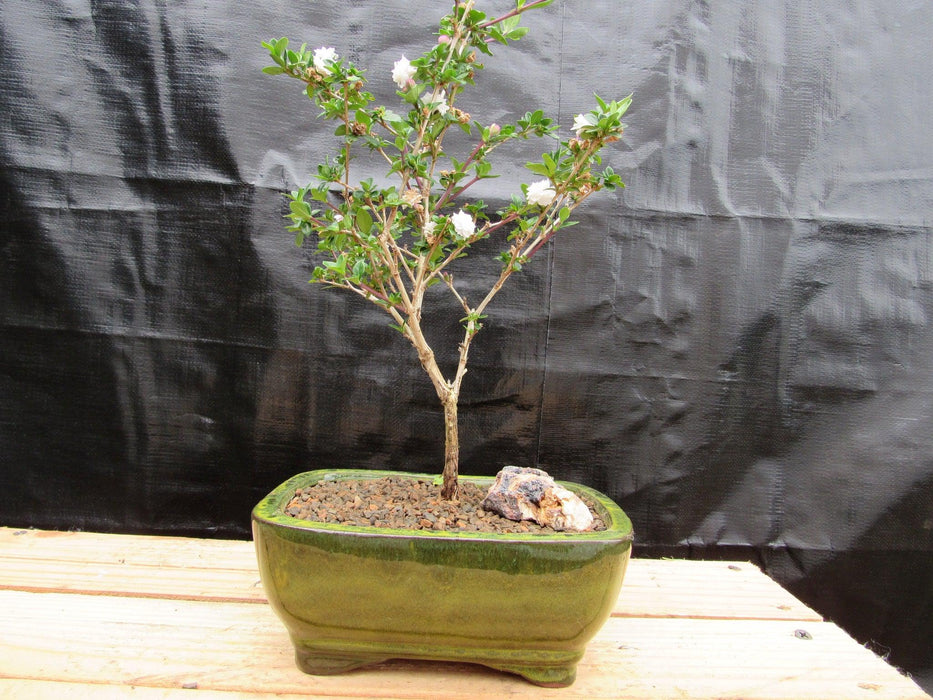 Medium Flowering Serissa Snow Rose Bonsai Tree Alt