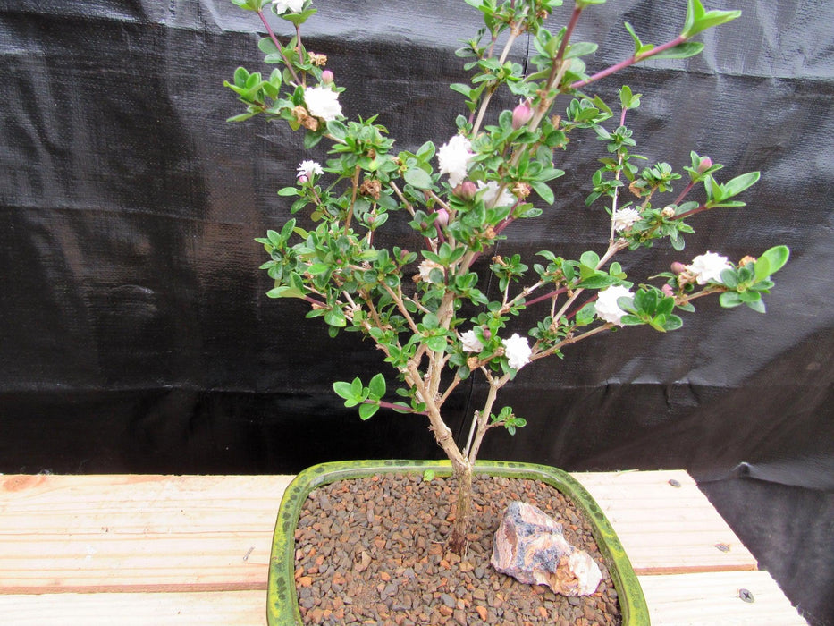 Medium Flowering Serissa Snow Rose Bonsai Tree Canopy