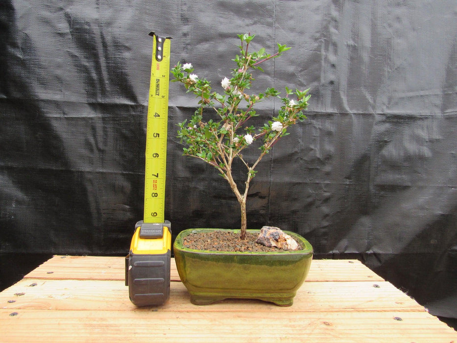 Medium Flowering Serissa Snow Rose Bonsai Tree Height