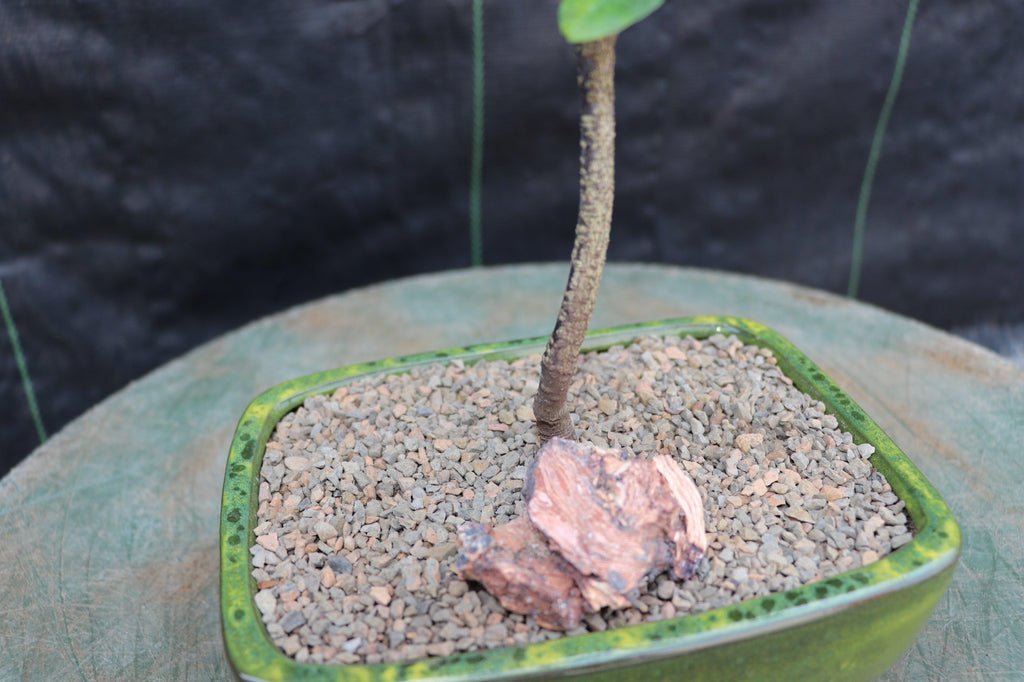 flowering white jasmine bonsai tree Flowering White Jasmine Bonsai Tree