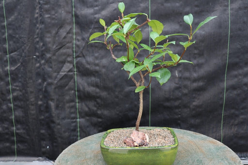 White Jasmine Bonsai Tree