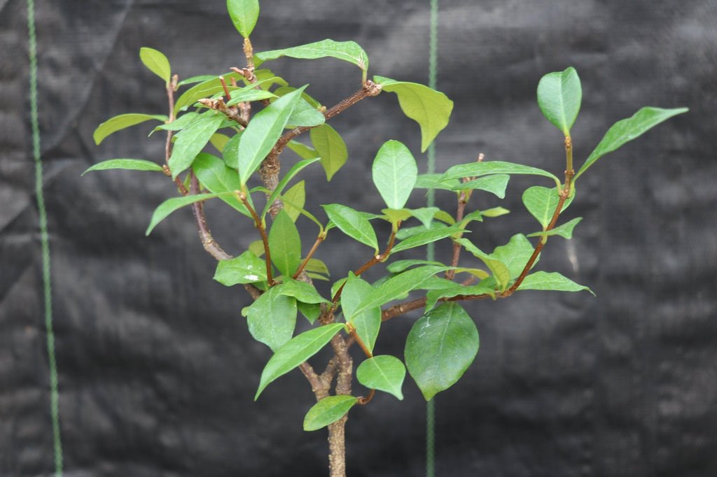 flowering white jasmine bonsai tree Flowering White Jasmine Bonsai Tree