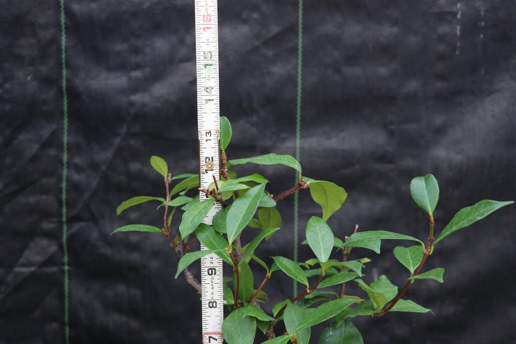 White Jasmine Bonsai Tree Size