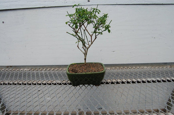 Flowering Winter Jasmine Bonsai Tree