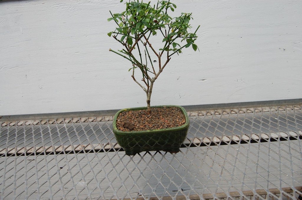 Flowering Winter Jasmine Bonsai Tree Profile
