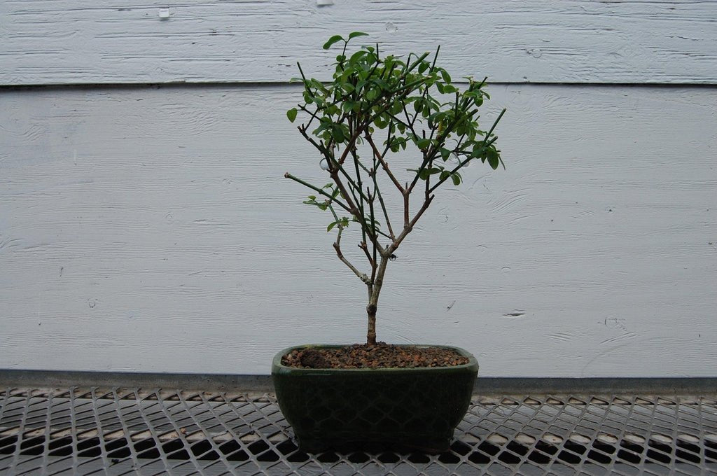 Flowering Winter Jasmine Bonsai Tree Trunk