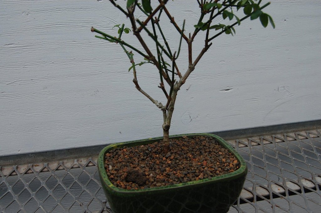 Flowering Winter Jasmine Bonsai Tree Bark