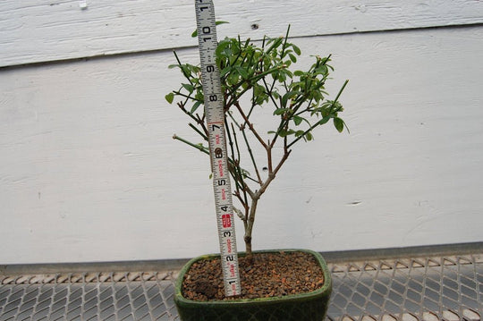 Flowering Winter Jasmine Bonsai Tree