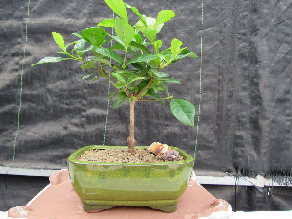 Gardenia Bonsai Tree Profile