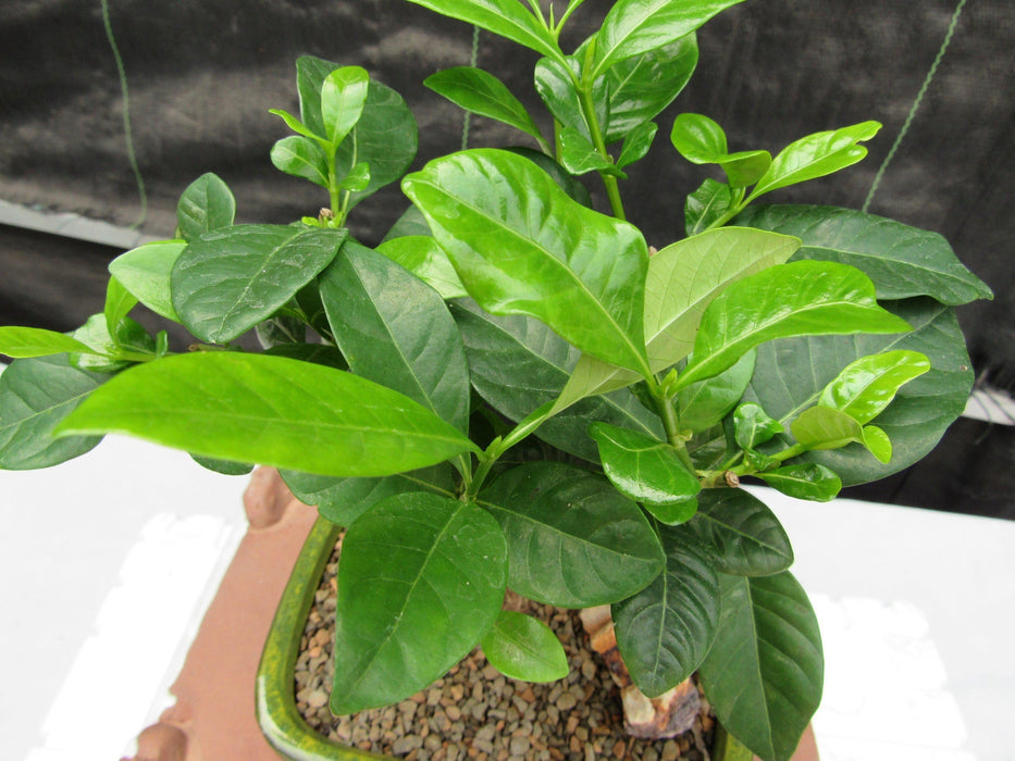 Gardenia Bonsai Tree Foliage