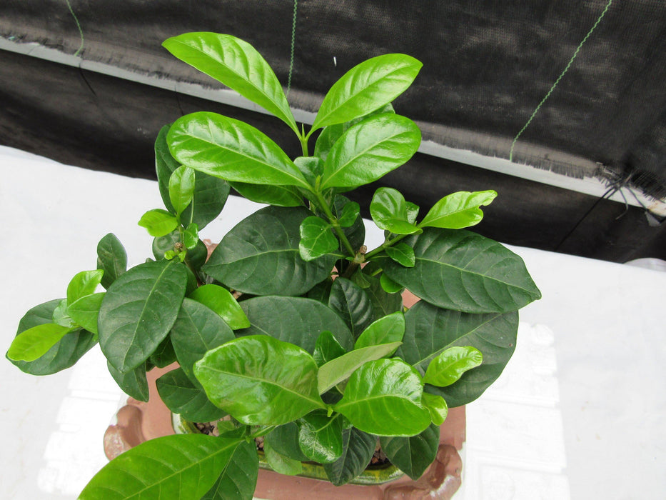 Gardenia Bonsai Tree Canopy