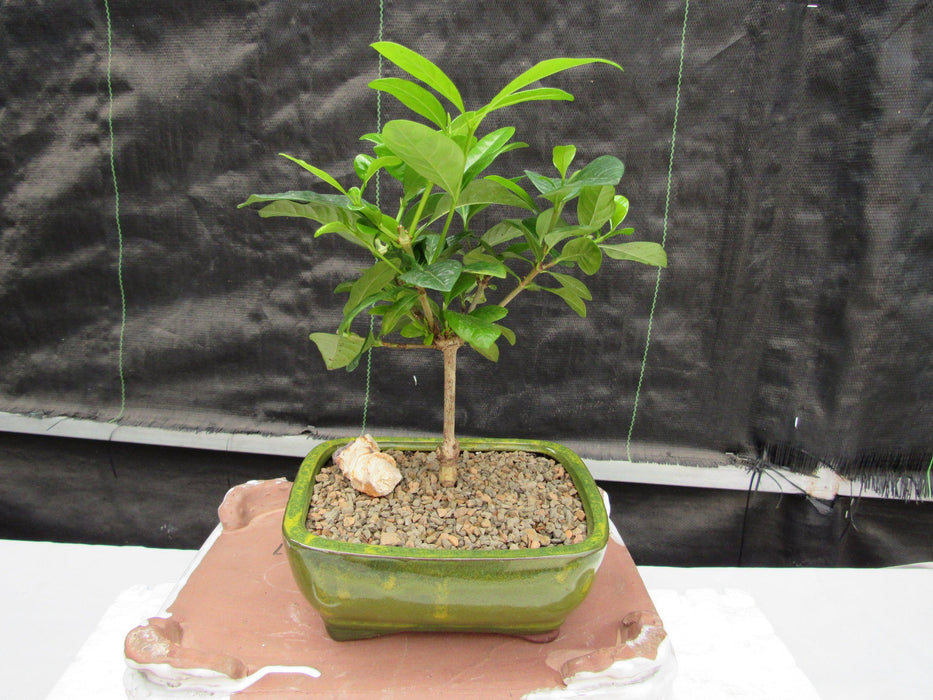 Gardenia Bonsai Tree Small