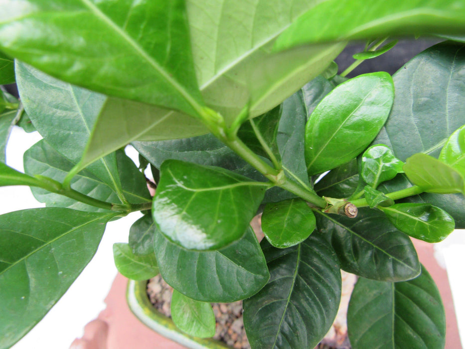 Gardenia Bonsai Tree Leaves