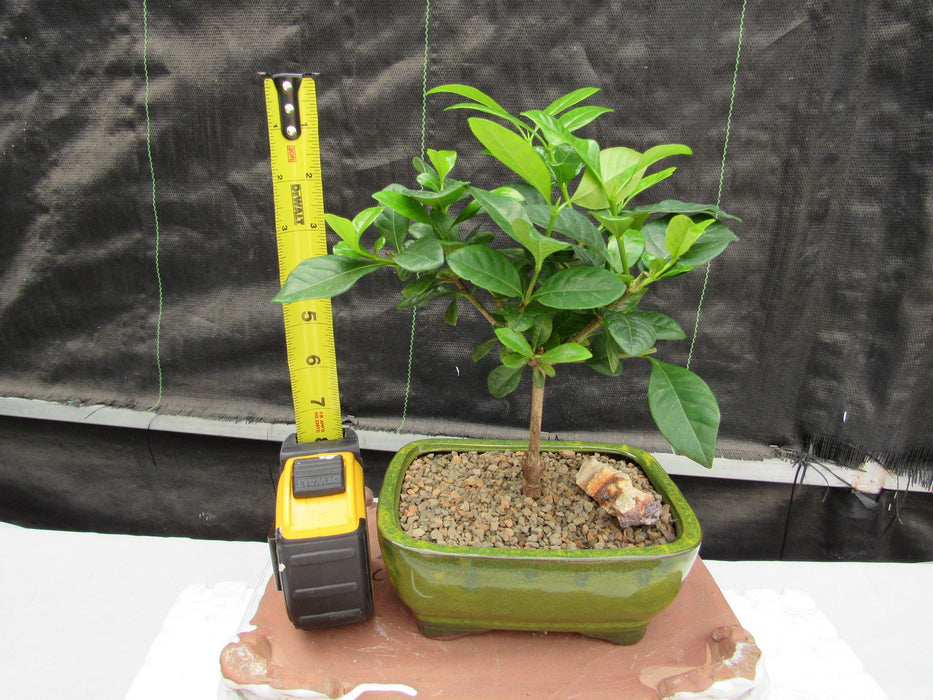 Gardenia Bonsai Tree Height