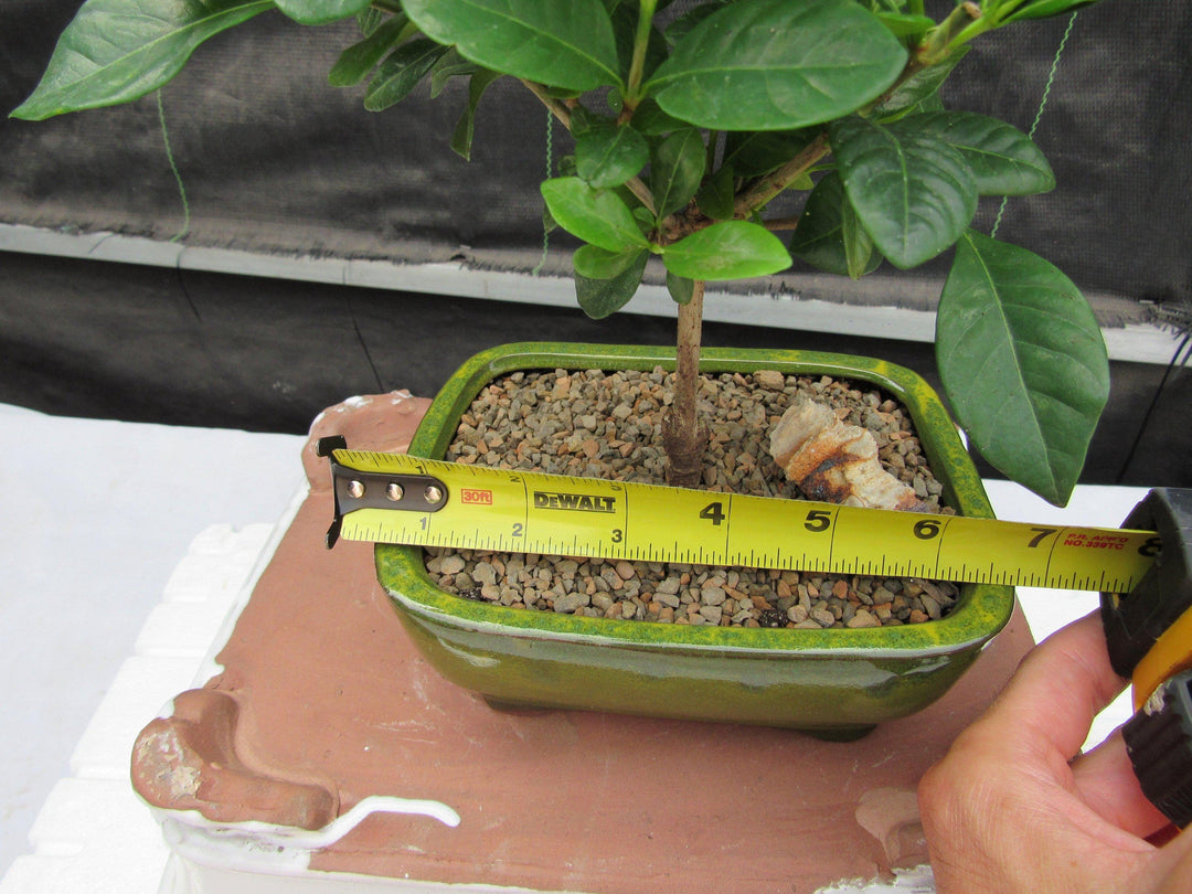 Gardenia Bonsai Tree Size