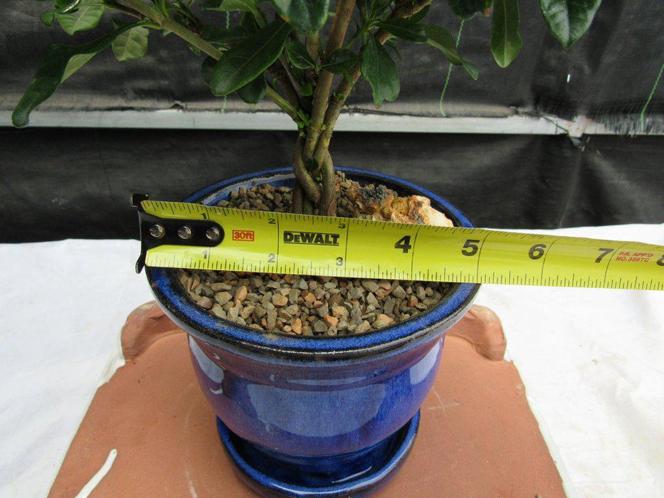 Braided Trunk Gardenia Bonsai Tree Size