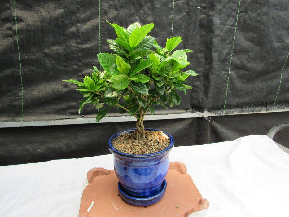 Braided Trunk Gardenia Bonsai Tree Profile