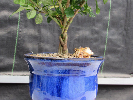 gardenia bonsai tree gift Gardenia Bonsai Tree