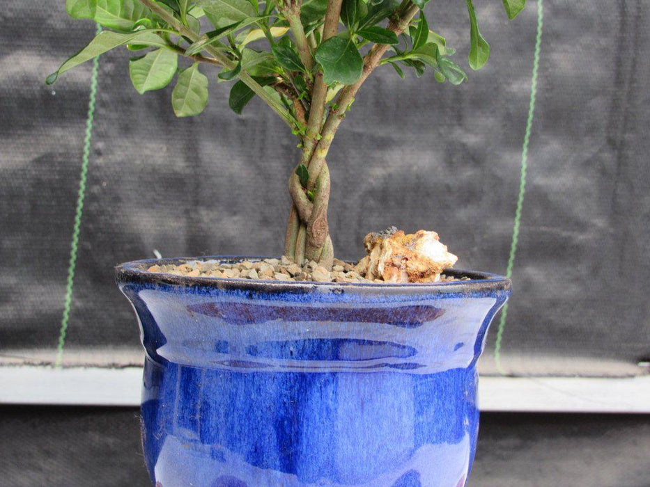Gardenia Bonsai Tree With a Braided Trunk