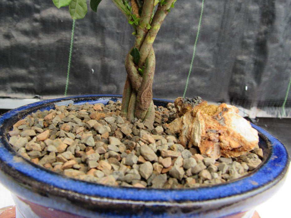 Braided Trunk Gardenia Bonsai Tree Trunk Closeup