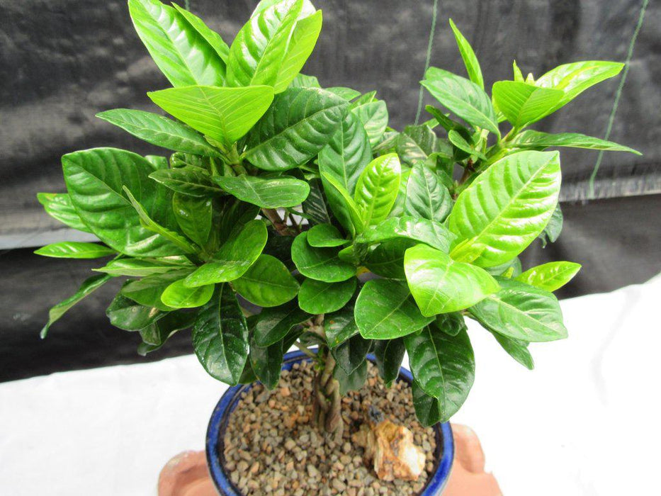 Braided Trunk Gardenia Bonsai Tree Canopy