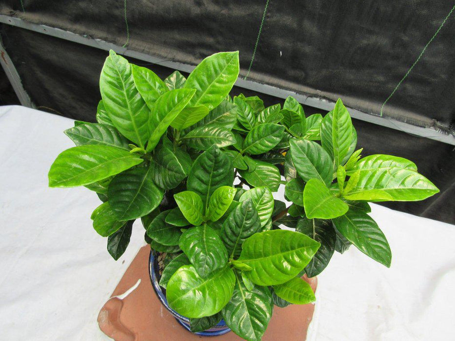 Braided Trunk Gardenia Bonsai Tree Top