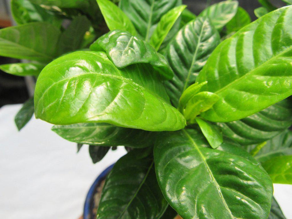 Braided Trunk Gardenia Bonsai Tree Leaf