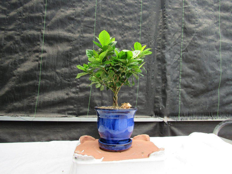 Braided Trunk Gardenia Bonsai Tree
