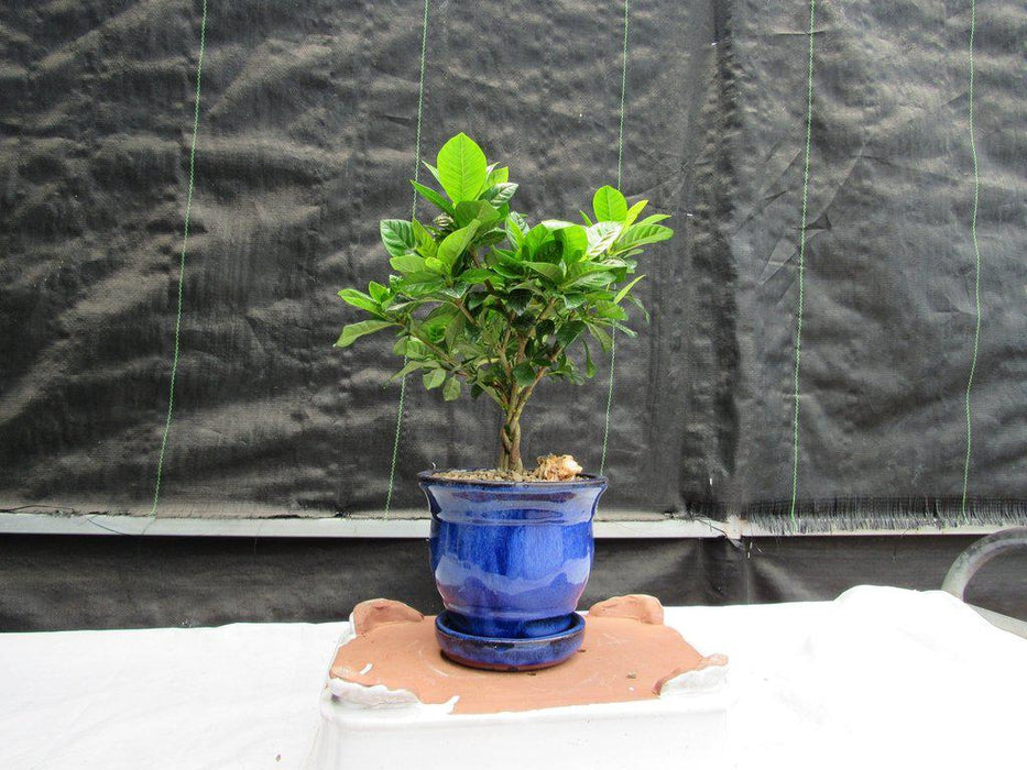flowering gardenia bonsai tree Gardenia Bonsai Tree