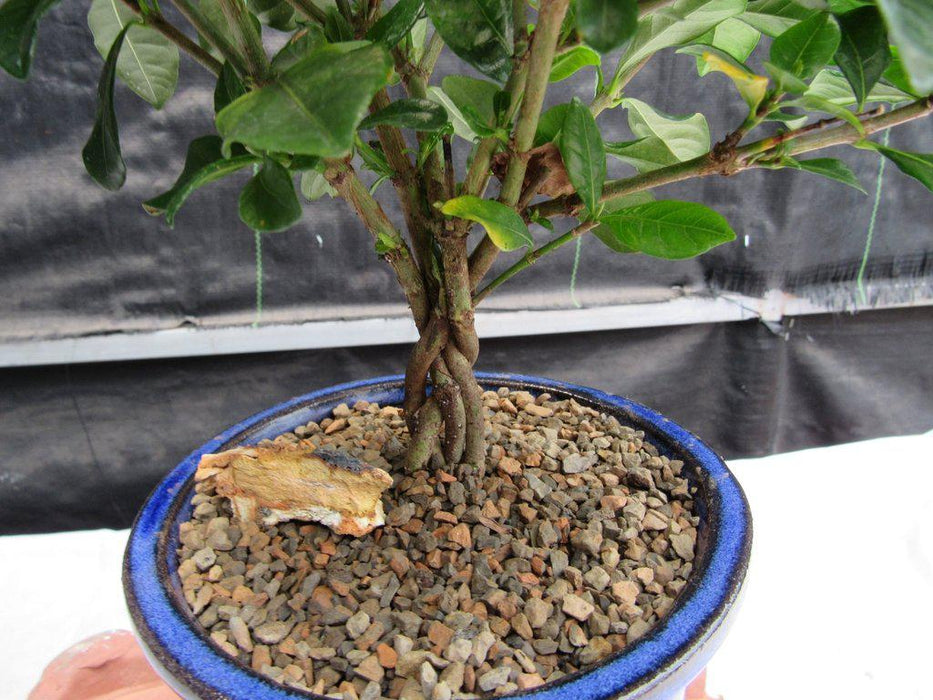 Braided Trunk Gardenia Bonsai Tree Back