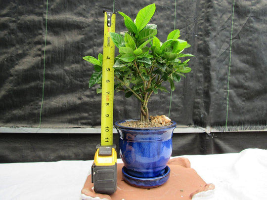 gardenia bonsai potted plant Gardenia Bonsai Tree