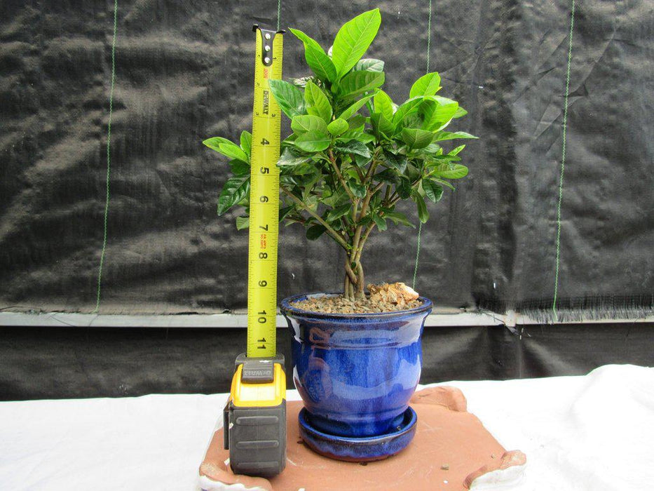 Braided Trunk Gardenia Bonsai Tree Height
