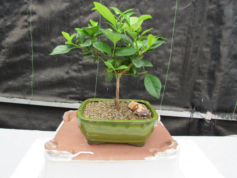 Gardenia Bonsai Tree