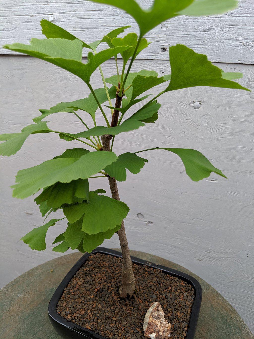 Ginkgo Bonsai Tree Foliage
