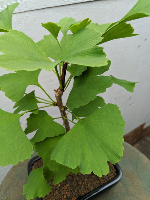 Ginkgo Bonsai Tree Leaves