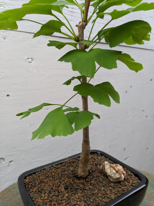 Ginkgo Bonsai Tree Profile