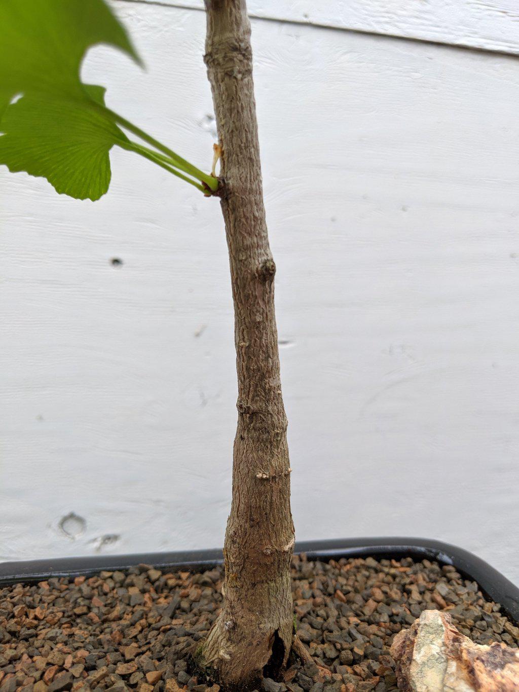 Ginkgo Bonsai Tree Trunk