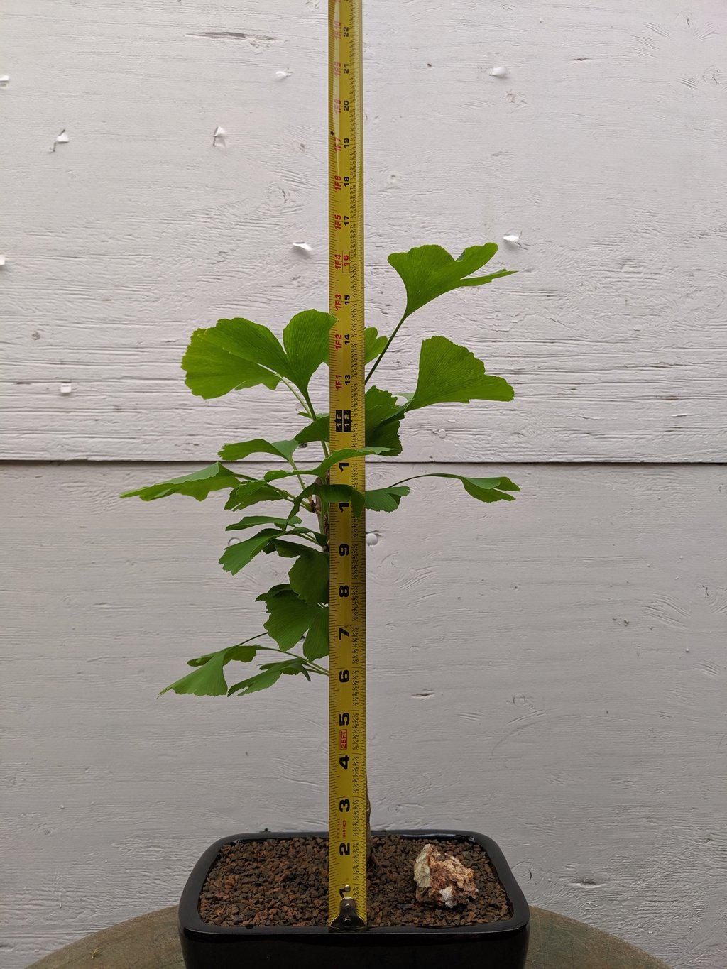 Ginkgo Bonsai Tree Size