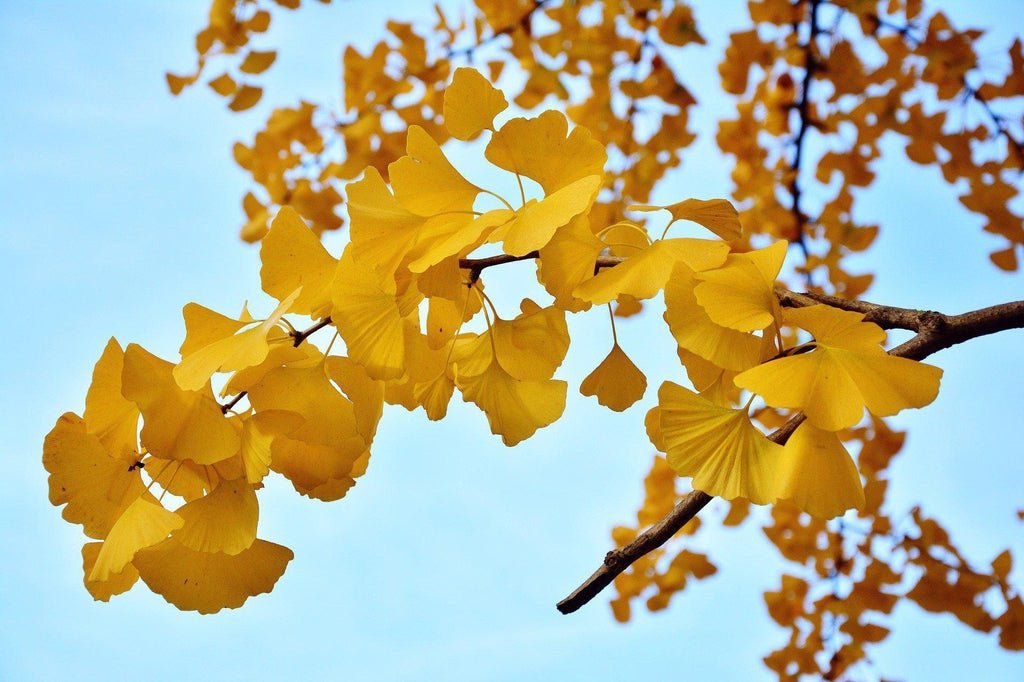 Gingko Fall Foliage