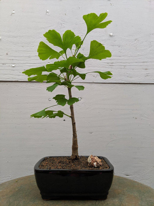 ginkgo biloba tree bonsai Ginkgo Bonsai Tree