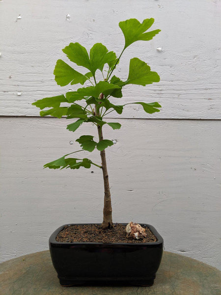 Ginkgo Bonsai Tree