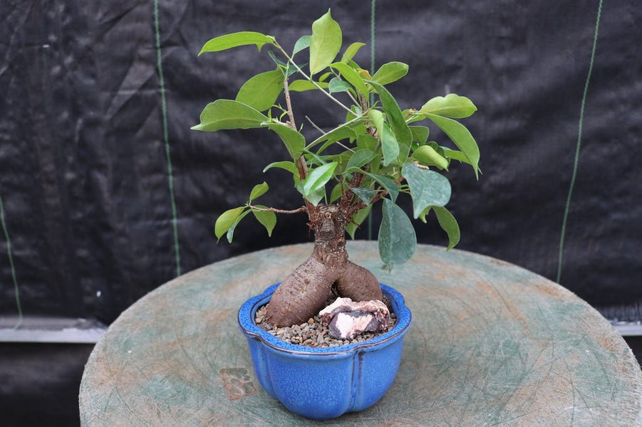 ginseng bonsai tree Ginseng Bonsai Tree