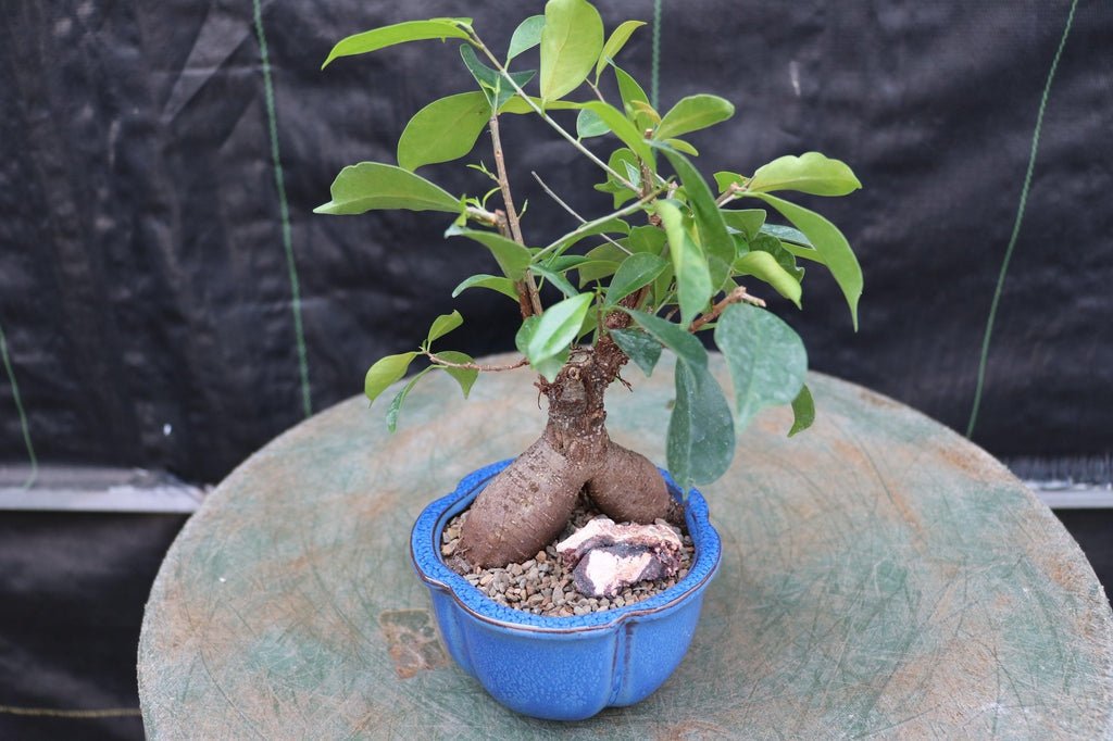 Ginseng Bonsai Tree Leaves