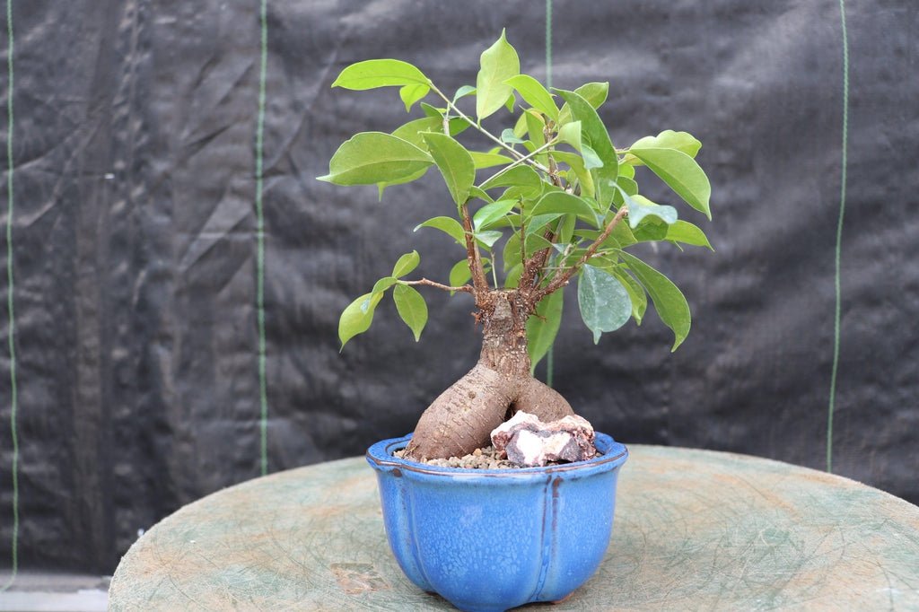 Ginseng Bonsai Tree Profile