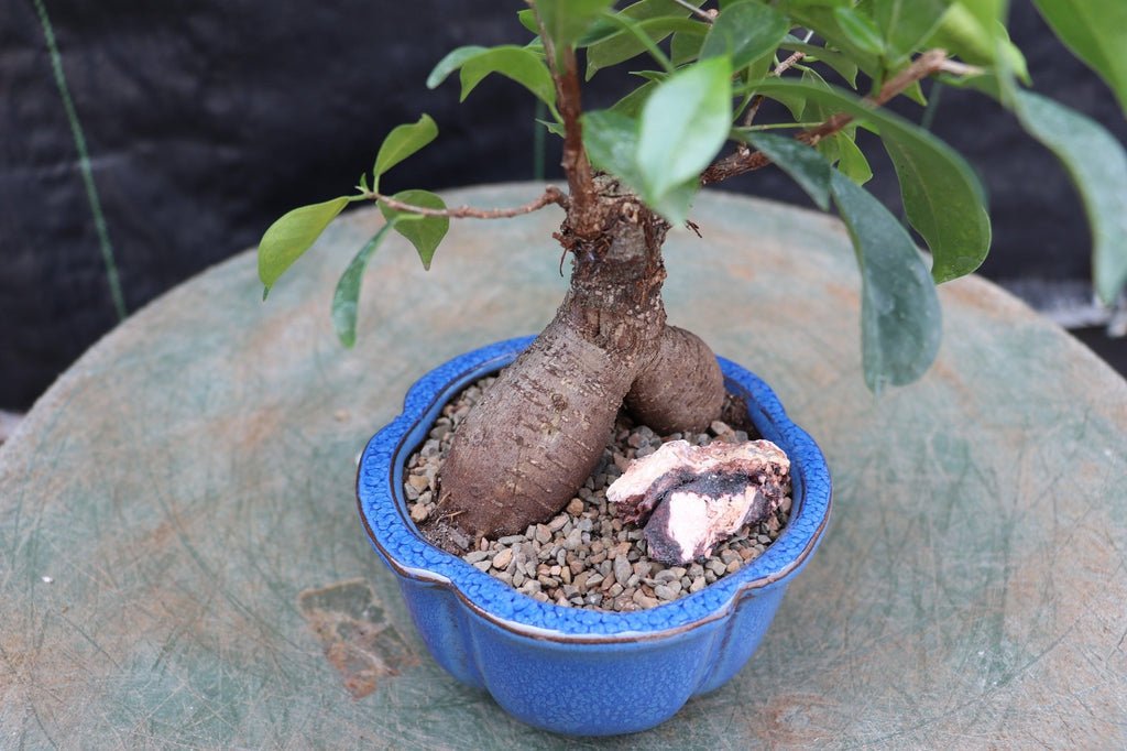 Ginseng Bonsai Tree Trunk