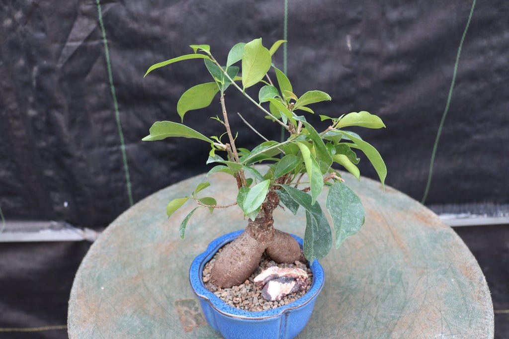 Ginseng Bonsai Tree Canopy